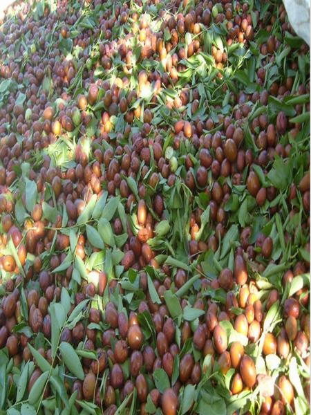 打棗